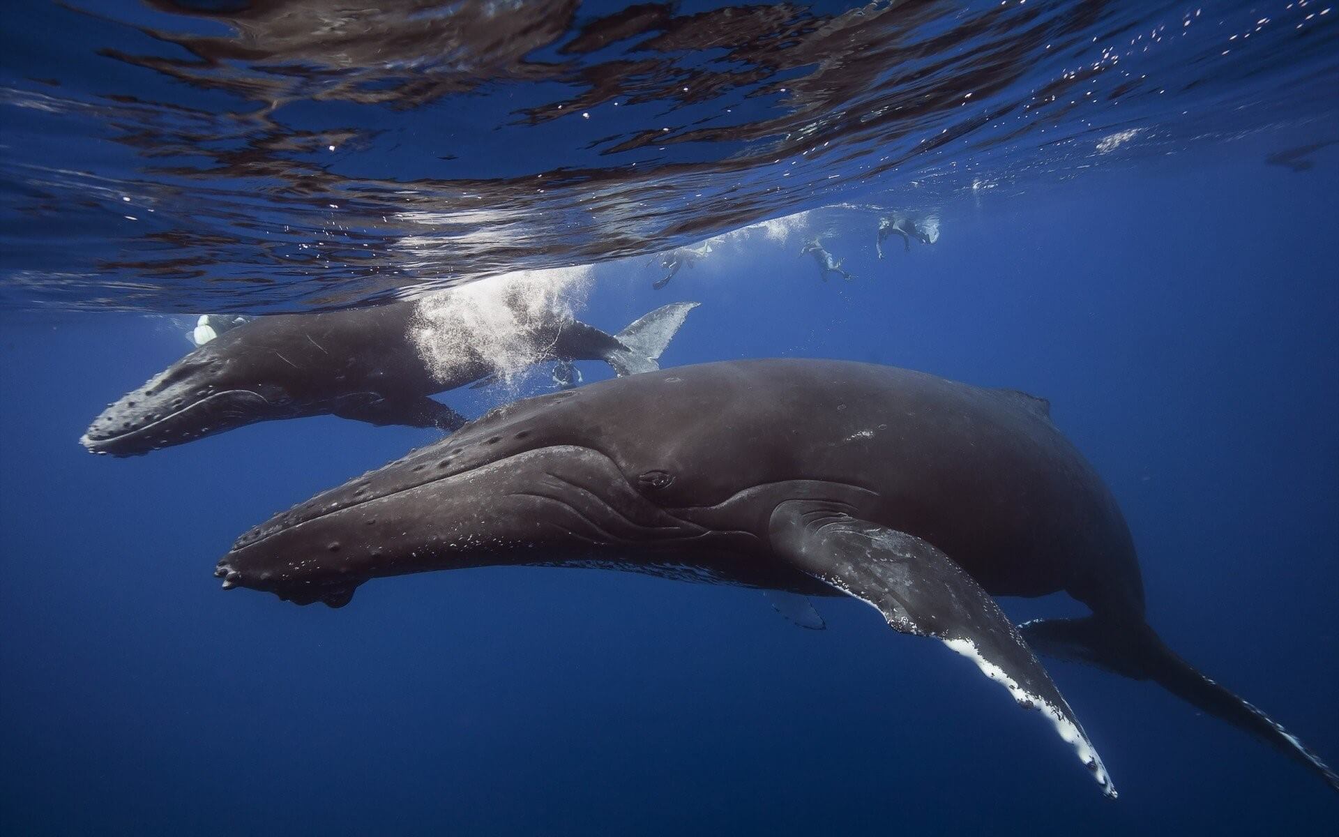 Google sử dụng trí tuệ nhân tạo để bảo vệ cá voi khỏi nguy cơ tuyệt chủng
